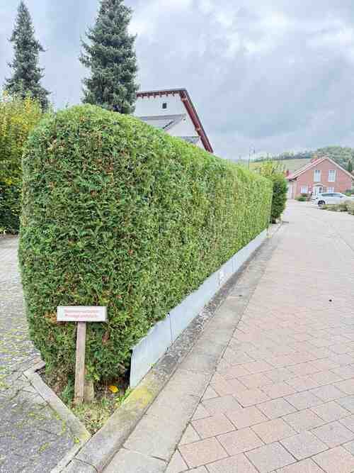 Heckenschnitt